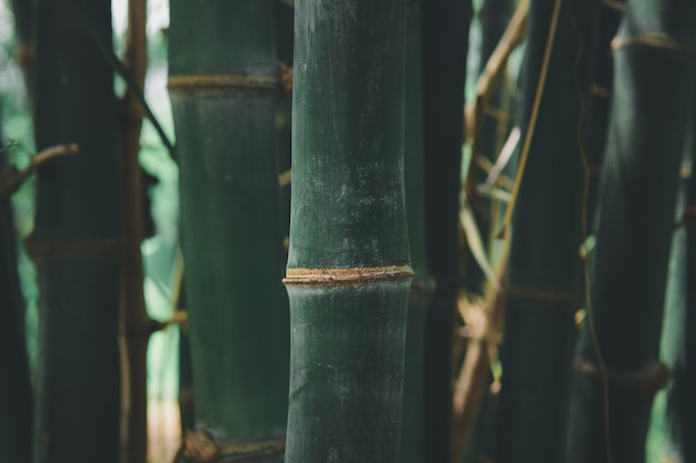 Foto floresta de bambu (dendrocalamus sericeus munro) na tailândia