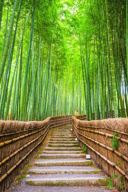 Foto floresta de bambu do japão kyoto