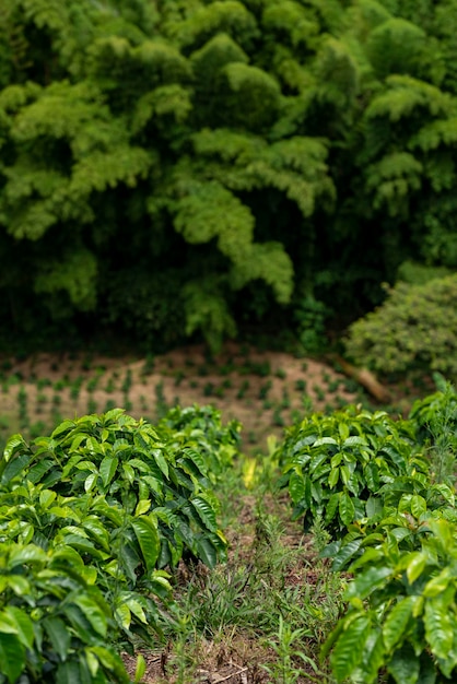 Floresta de bambu e campo de plantas de café em Manizales Caldas Antioquia Colômbia