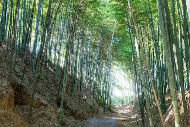 Floresta de bambu e luz dramática no verão