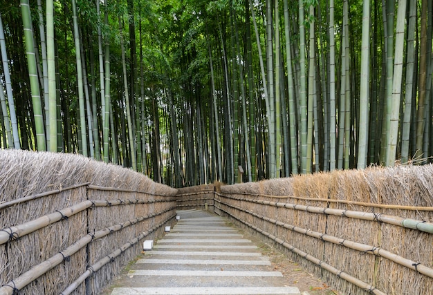 Floresta de bambu em arashiyama, kyoto, japão