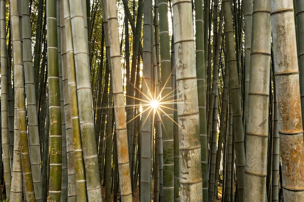 Floresta de bambu em batumi, geórgia