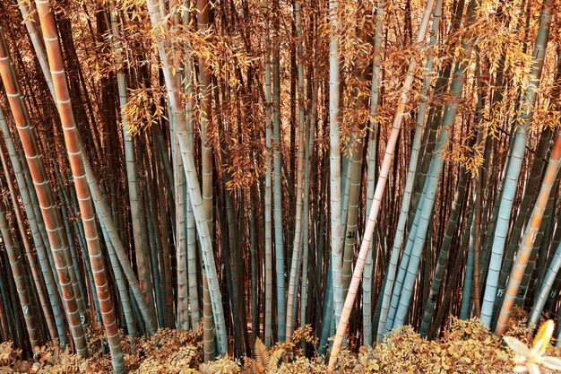 Floresta de bambu em Batumi, Geórgia