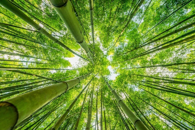 Floresta de bambu em fundos de natureza do Japão