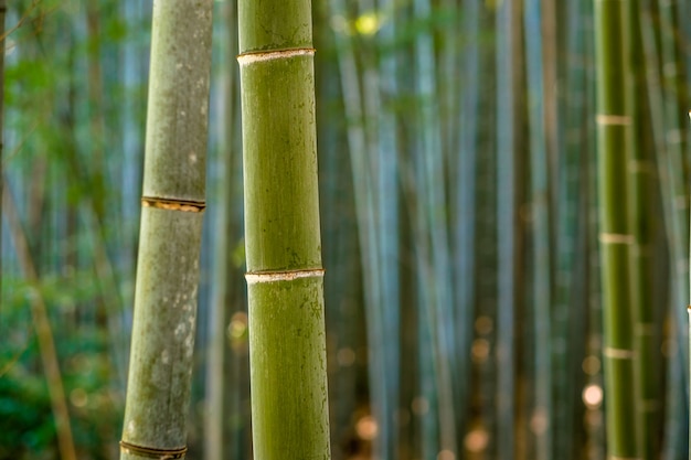 Floresta de bambu, kyoto