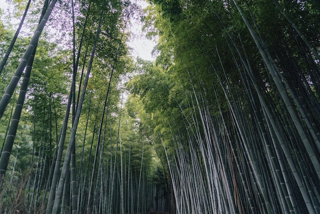 Floresta de bambu no Japão