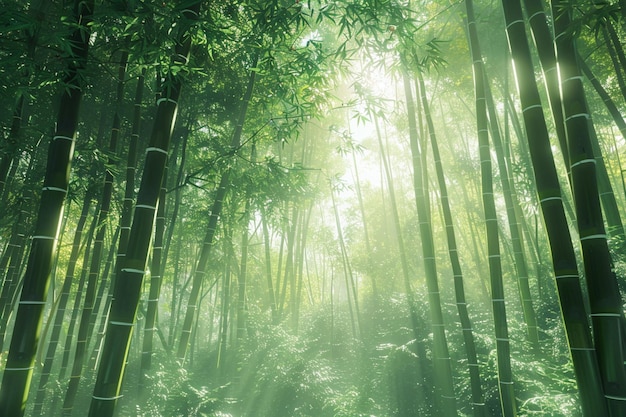 Floresta de bambu tranquila com luz solar filtrada