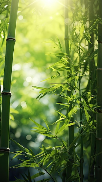 Floresta de bambu tranquila com papel de parede suave da luz solar para o telefone