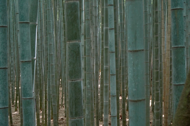 Foto floresta de bambu turva