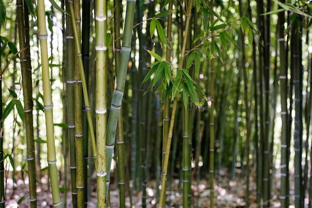 Foto floresta de bambu verde à luz do dia