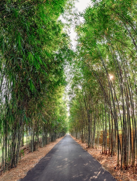 Floresta de bambu verde com estrada de asfalto