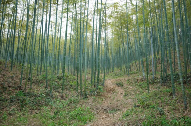 Floresta de bambu verde na china