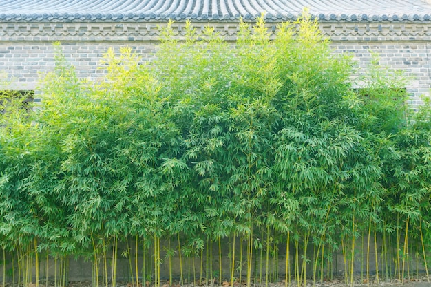 floresta de bambu