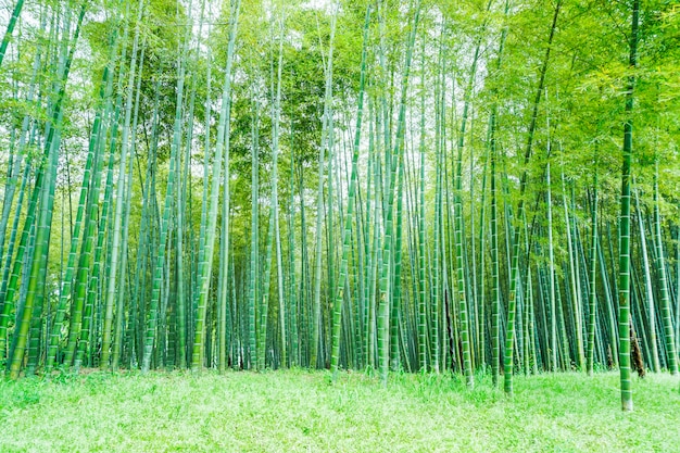 floresta de bambu