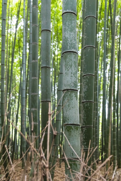 Floresta de bambu