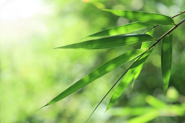 Floresta de bambu.