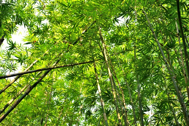 Floresta de bambu