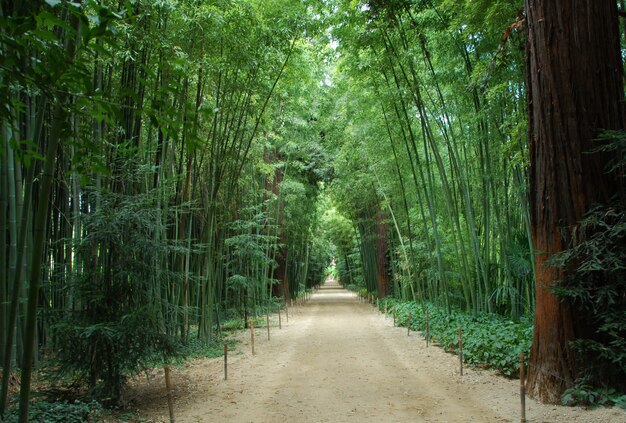 Floresta de bambu