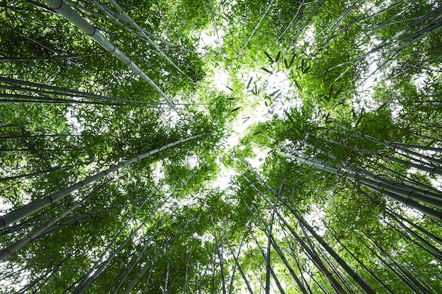 Floresta de bambu.