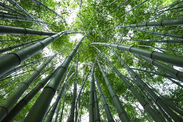 Floresta de bambu.