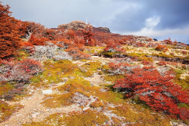 Floresta de beleza dourada e vermelha perto do fitz roy. é uma montanha próxima a el chalten, na patagônia, na fronteira entre a argentina e o chile.