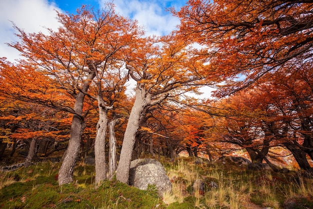 Floresta de beleza dourada e vermelha perto do Fitz Roy. É uma montanha próxima a El Chalten, na Patagônia, na fronteira entre a Argentina e o Chile.