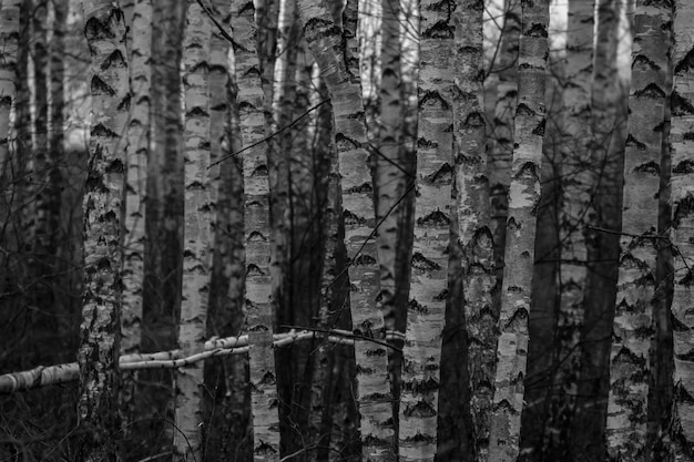 Floresta de bétulas à noite. Bétula. Floresta misteriosa. Noite na floresta escura