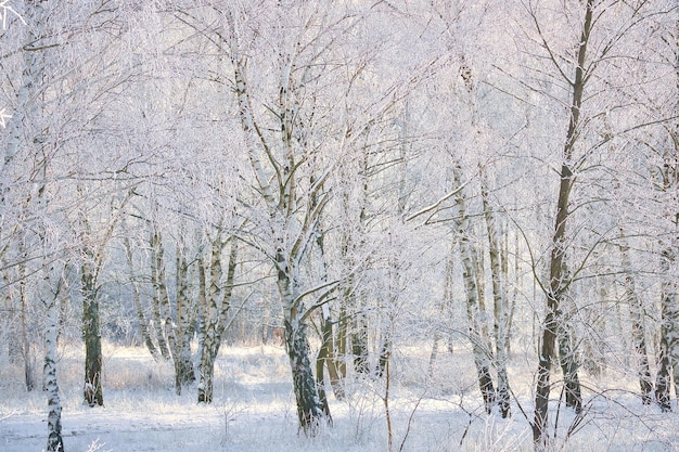 Floresta de bétulas nevadas nos arredores de Berlin Frost forma cristais de gelo nos galhos