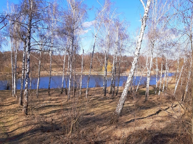 Floresta de bétulas no início da primavera e atrás de um lago