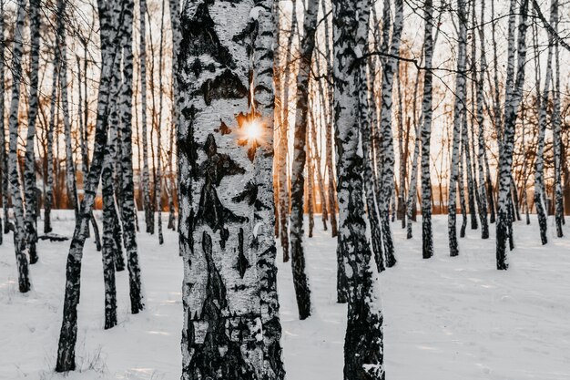 Floresta de Birchtree no inverno.