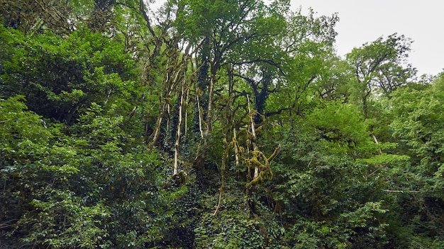 Floresta de buxo no distrito de khosta, sochi, rússia