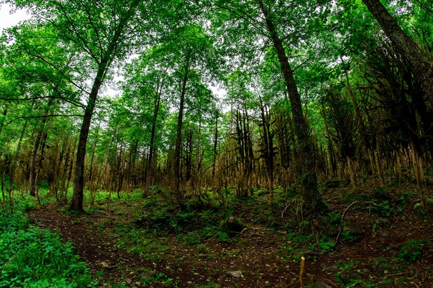 Floresta de buxo. rize - turquia