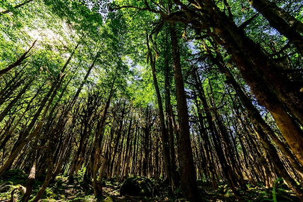 Floresta de buxo. Rize - Turquia