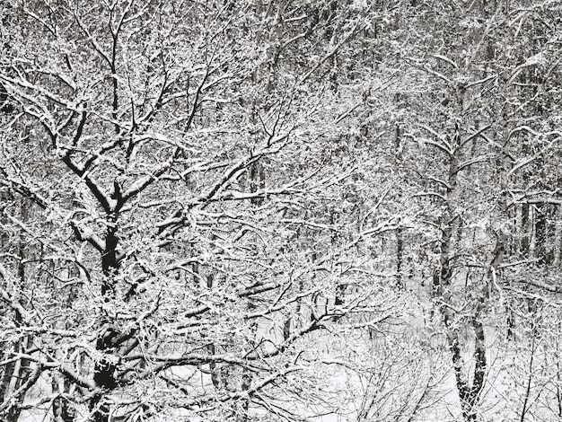 Floresta de carvalhos e bétulas cobertas de neve no inverno