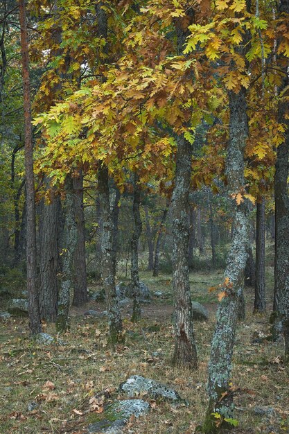 Floresta de carvalhos molish no outono