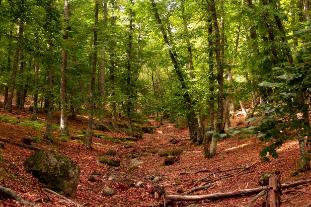 Floresta de castanheiros verdes com troncos caídos.