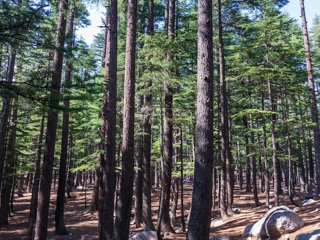 Floresta de cedro no vale de Kalam swat khyber pakhtunkhwa Paquistão