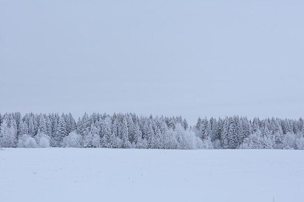 floresta de coníferas coberta com fundo de gelo, árvores de neve de paisagem de inverno