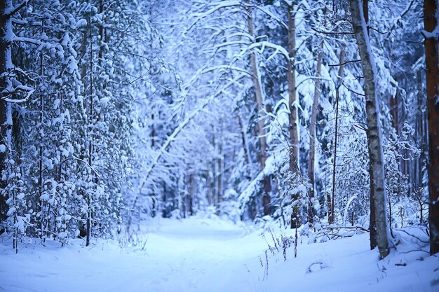 floresta de coníferas coberta com fundo de gelo, árvores de neve de paisagem de inverno