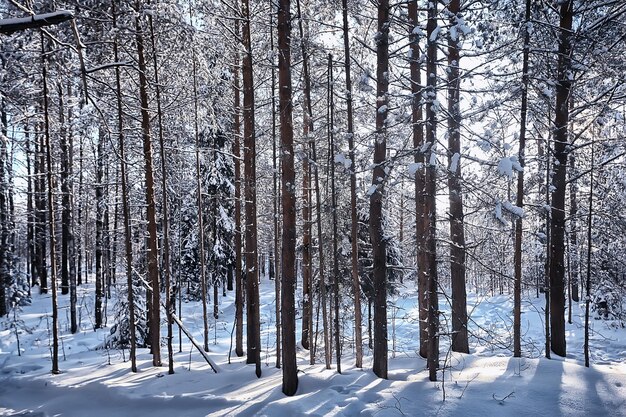 floresta de coníferas coberta com fundo de gelo, árvores de neve de paisagem de inverno