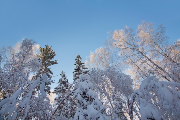Floresta de coníferas de inverno após a paisagem do dia gelado da queda de neve