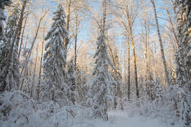 Floresta de coníferas de inverno após neve paisagem de dia gelado