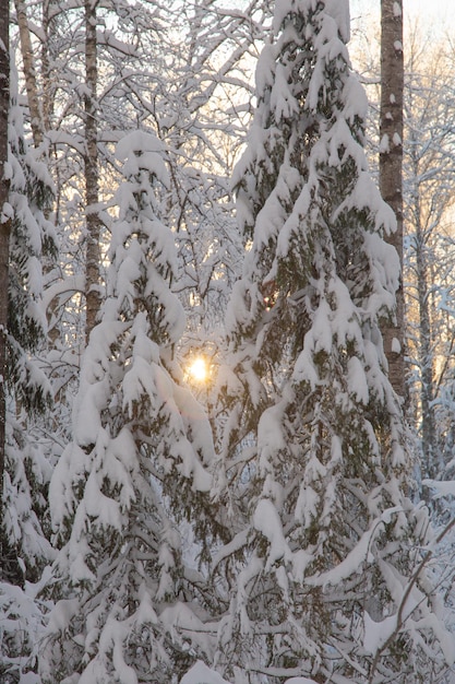 Floresta de coníferas de inverno após neve paisagem de dia gelado