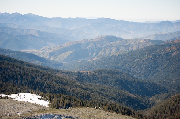 Floresta de coníferas de inverno montanha