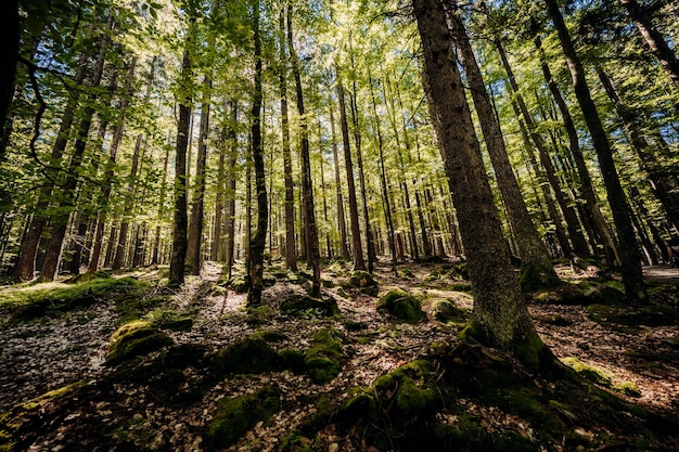 Floresta de coníferas de verão ensolarado Raios de sol da luz solar através da floresta Na paisagem da floresta Parque Nacional de Sumava República Tcheca