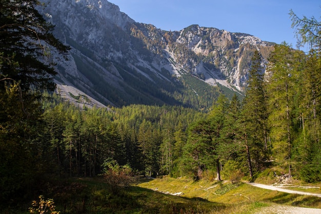 Floresta de coníferas densa contra o fundo das montanhas alpinas nos raios do sol do outono