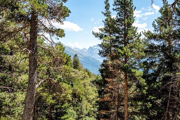 Floresta de coníferas e montanhas Paisagem Viaje por paisagens serenas no verde do verão