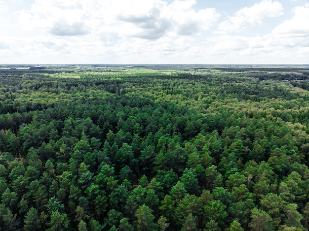 Floresta de coníferas em aérea de verão fotografada por drone