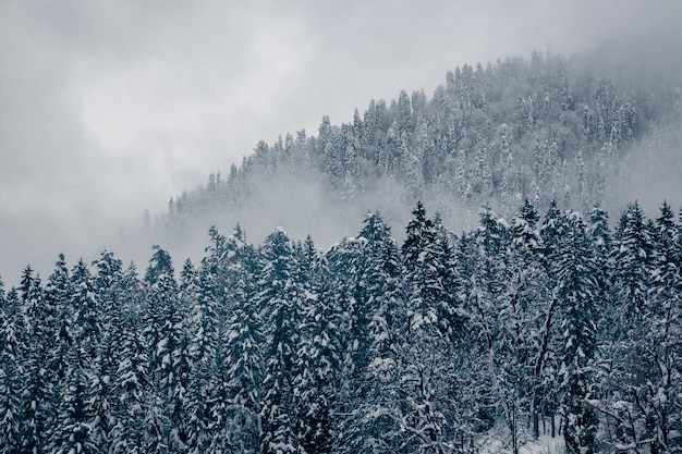 Floresta de coníferas fria na neve