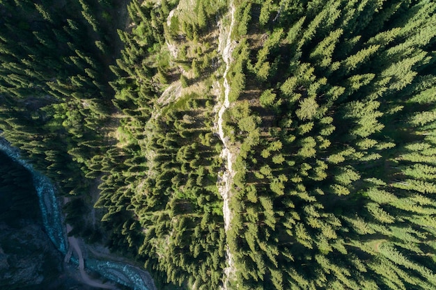 Floresta de coníferas na encosta da montanha. Vista aérea vertical de cima para baixo